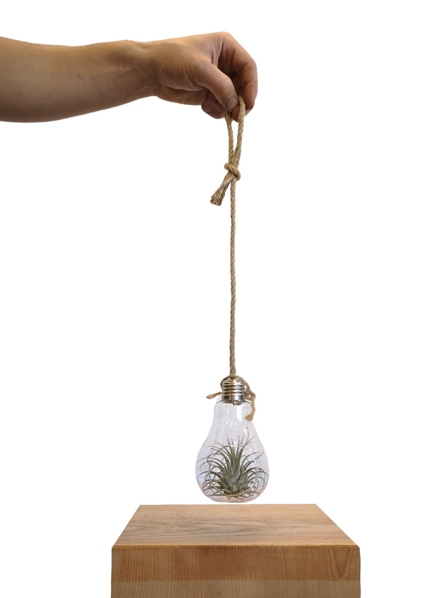 Hänger - Tillandsia Glas Lampe
