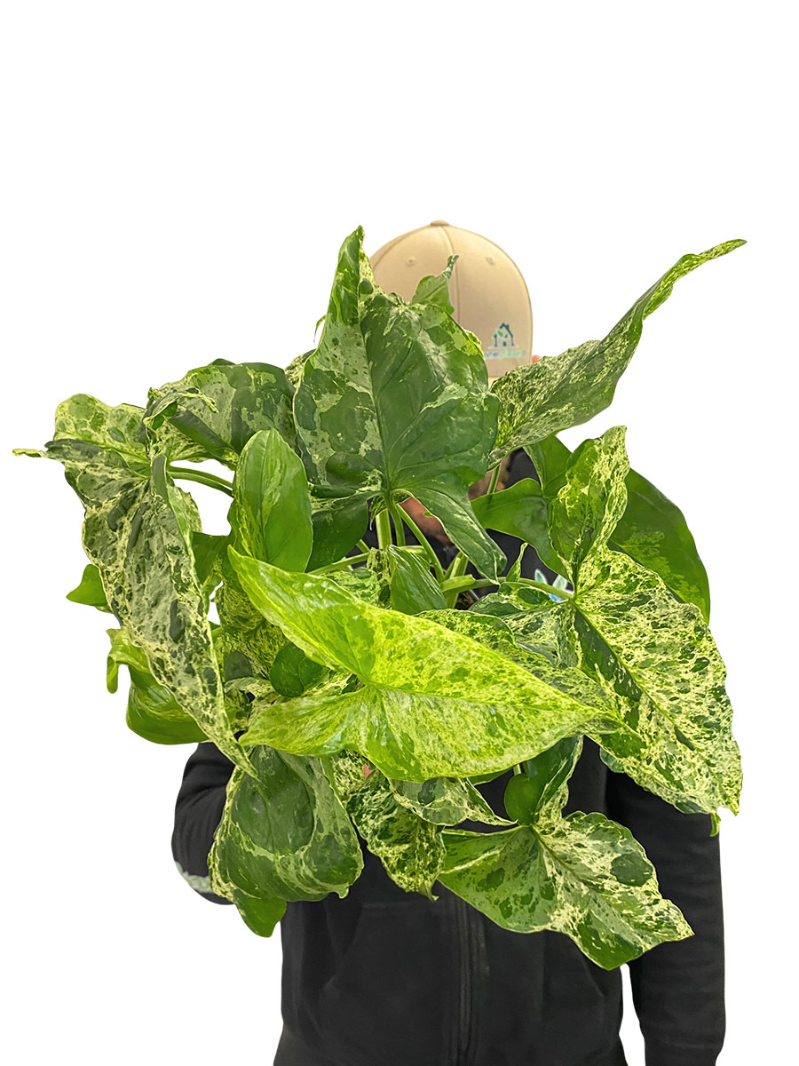 Syngonium Mottled
