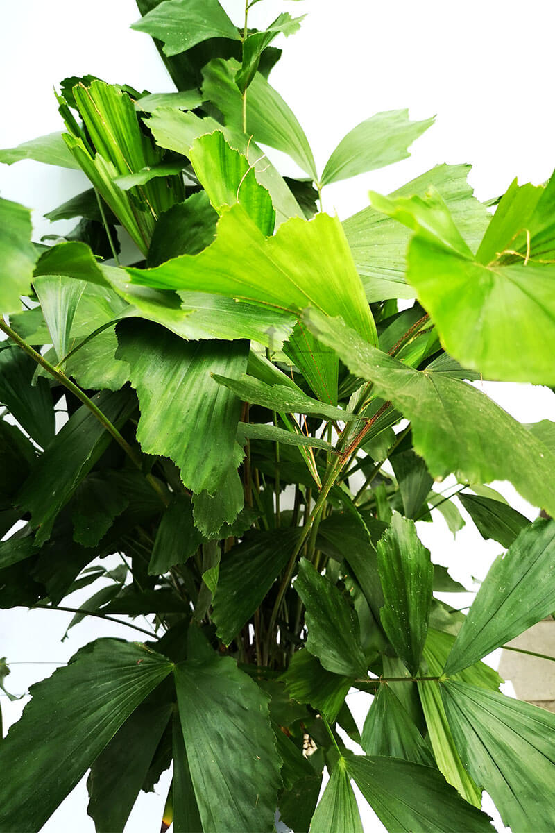 fischschwanzpalme-caryota-01-zimmerpalme-kaufen-auf-zimmerpflanzen.ch-dem-schweizer-zimmerpflanzen-zimmerpflanze-gruenpflanzen-topfpflanzen-bueropflanzen-shop-onlineshop-bestellen-schweiz