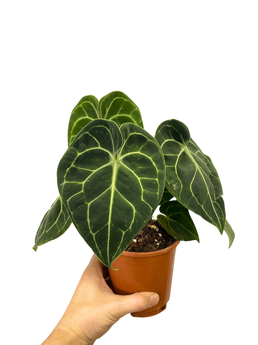 Anthurium Clarinervium