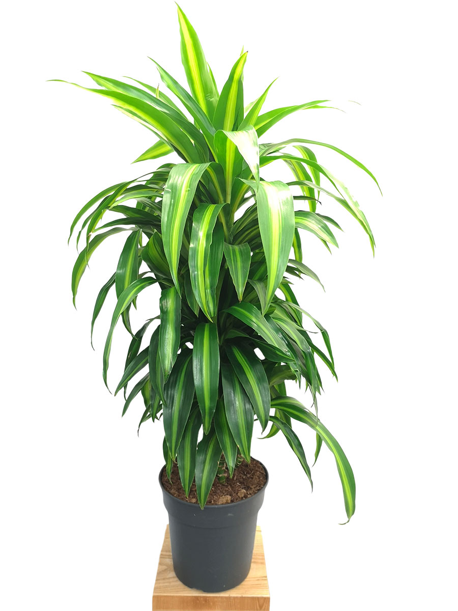 Dracaena Hawaiian Sunshine verzweigt L