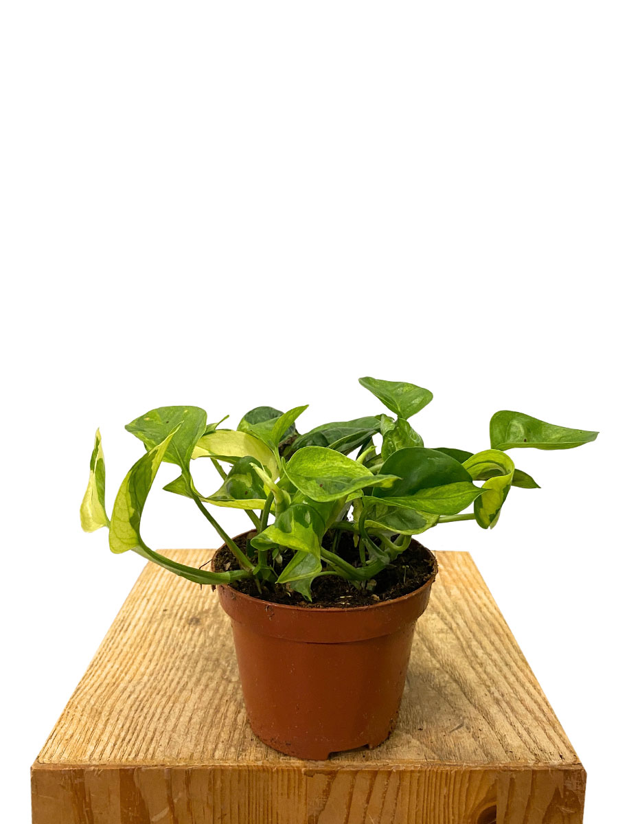 Epipremnum Lemon Joy