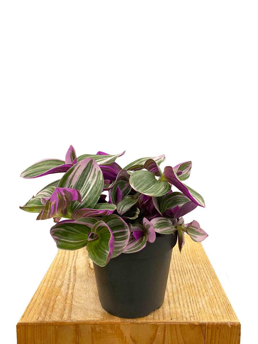 Tradescantia Nanouk