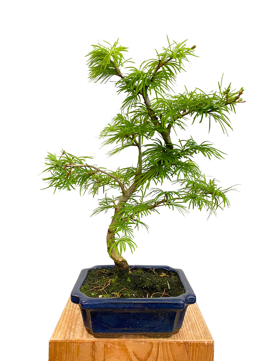 Bonsai - Goldlärche Pseudolarix Amabilis