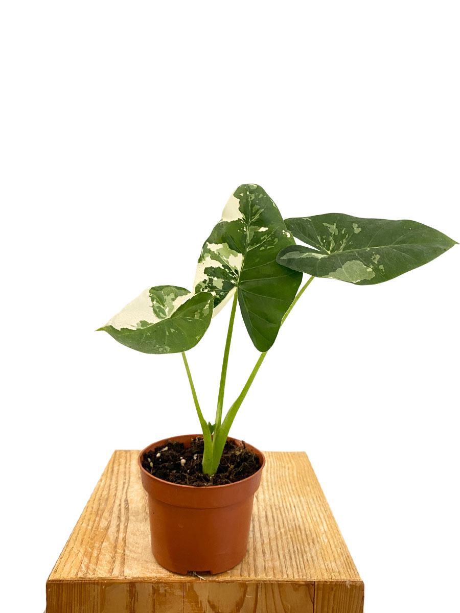 Alocasia Macrorrhiza Variegata
