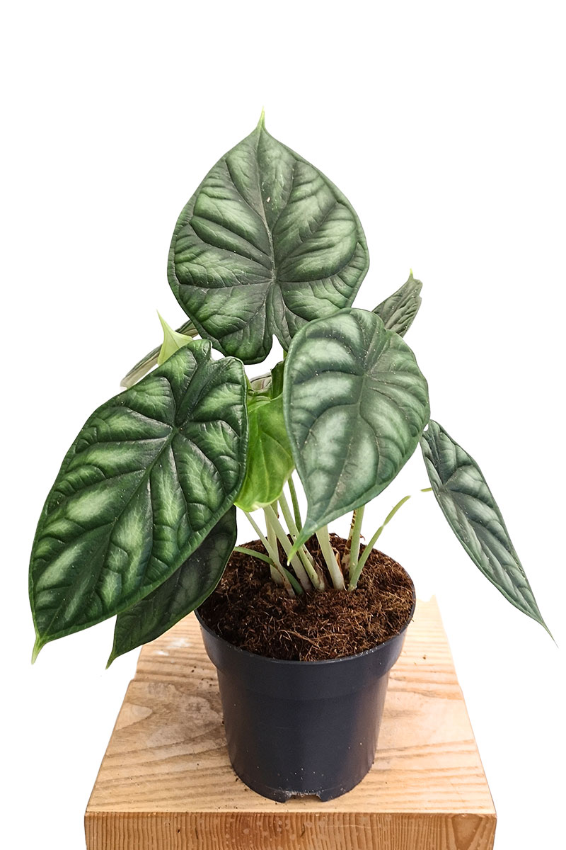Alocasia Dragon Scale