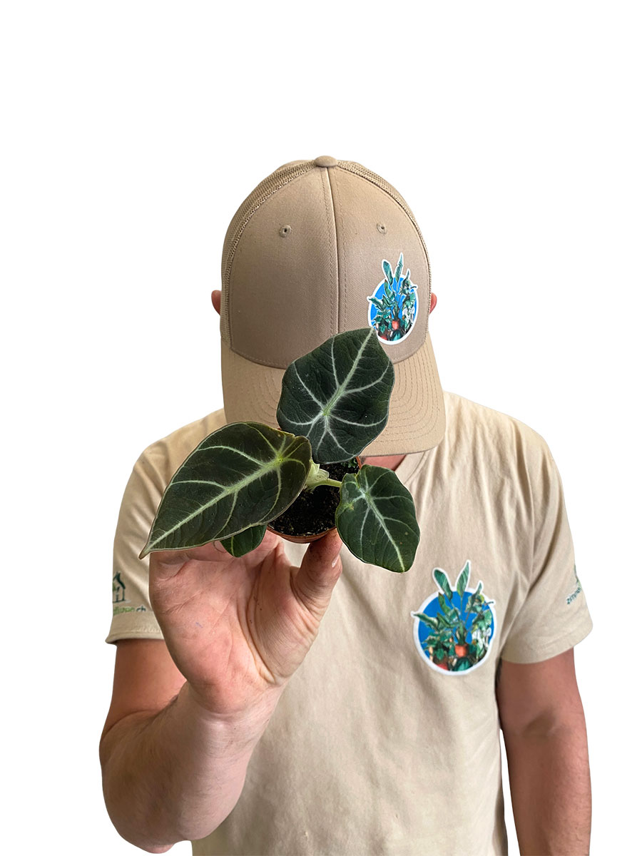 Baby Alocasia Black Velvet 