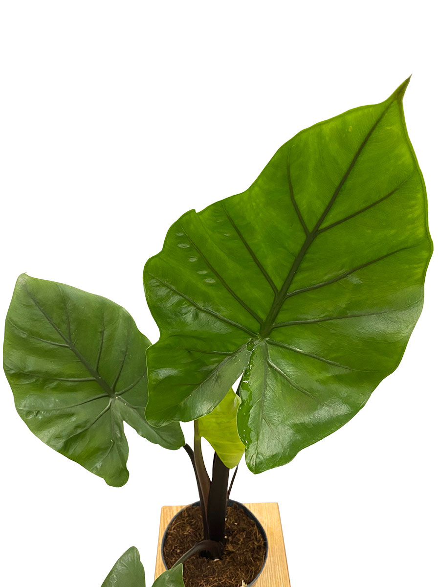 Alocasia Black Cobra