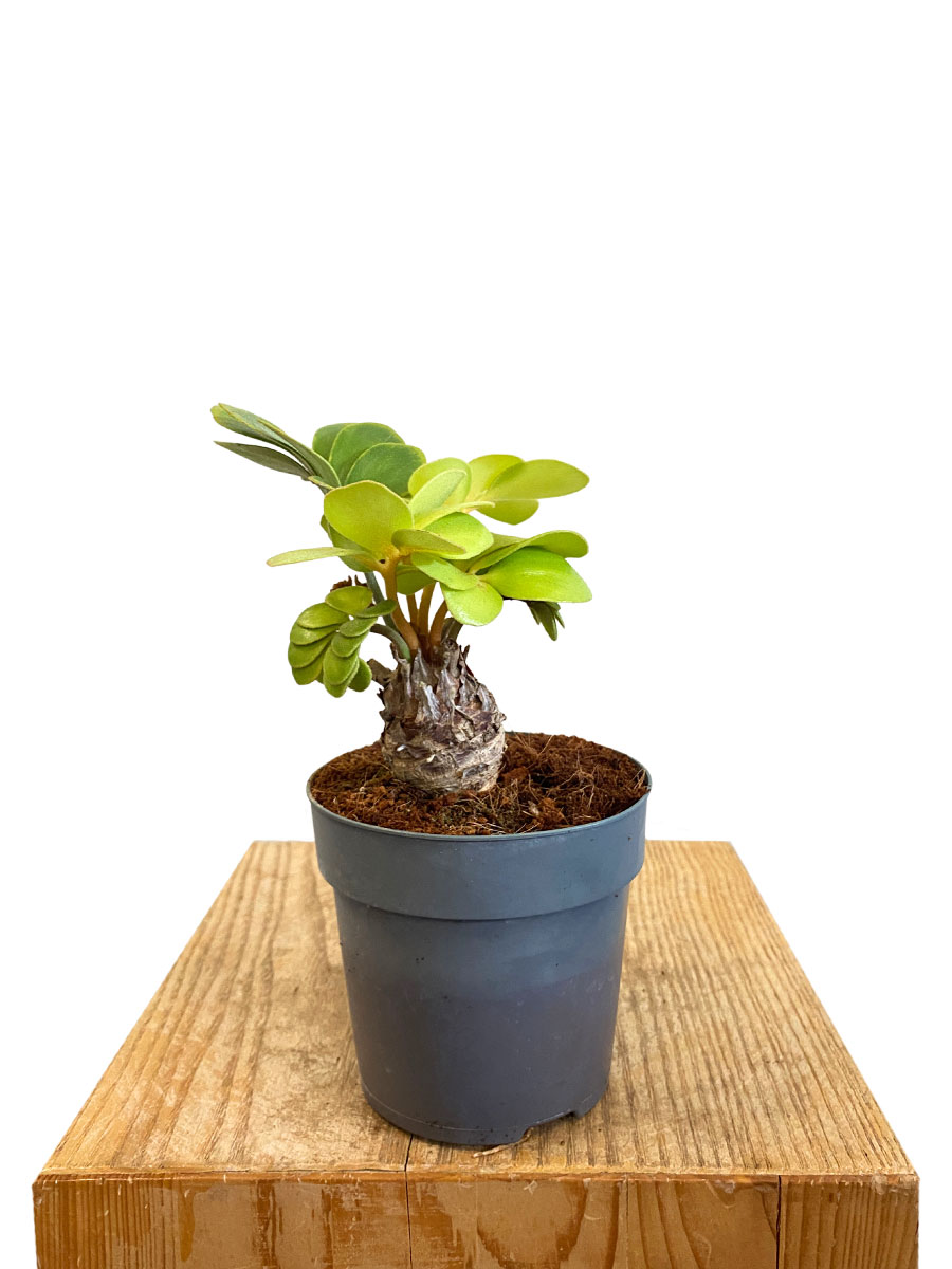 Zamia Furfuracea - Ø12 cm