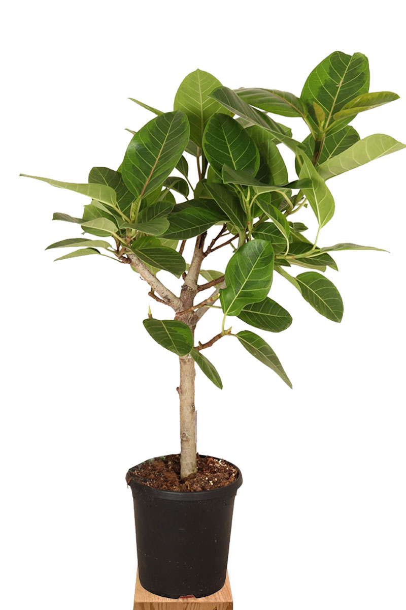 Banyanbaum Ficus Benghalensis