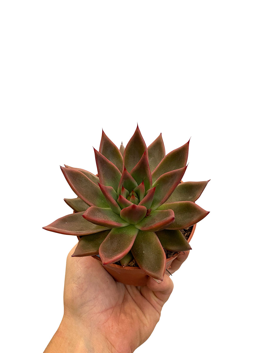 Echeveria Antaris