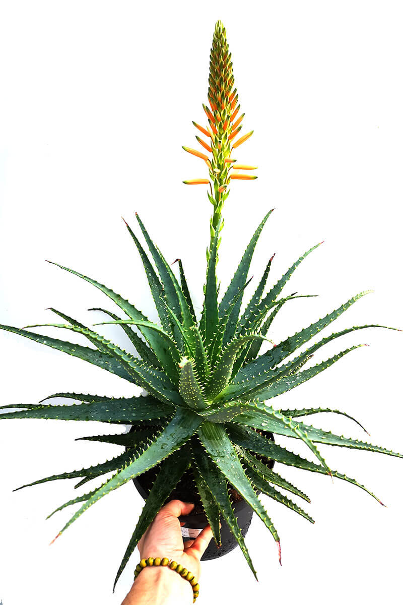 Baum- Aloe Aloe arborescens