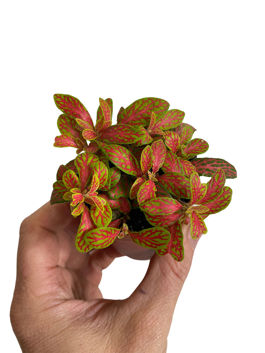 Fittonia Mosaic Skeleton