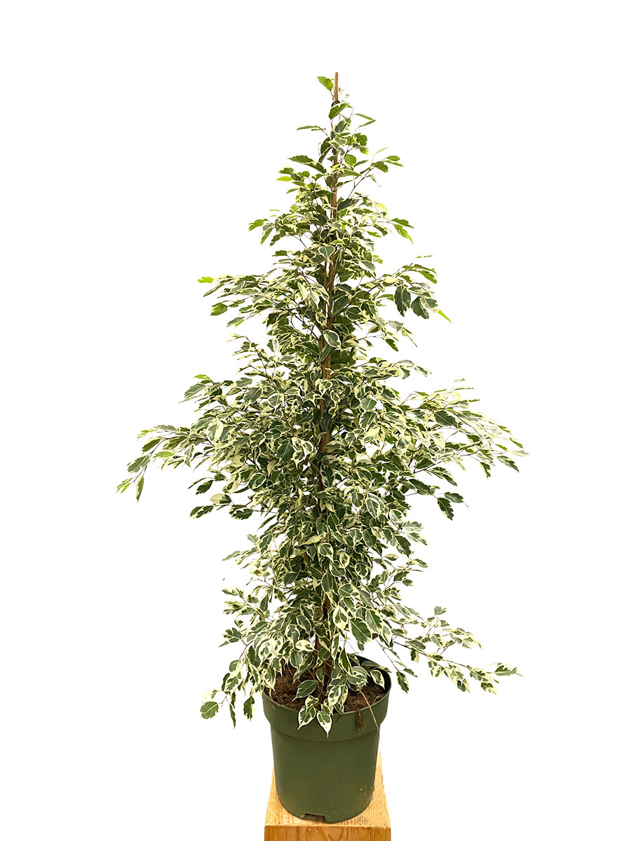 Ficus Benjamina Twilight