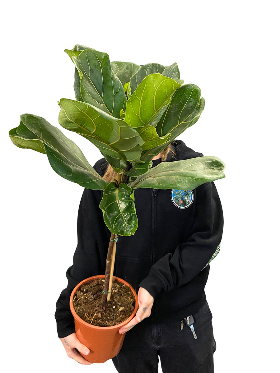 Geigenfeige Ficus Lyrata Stämmchen