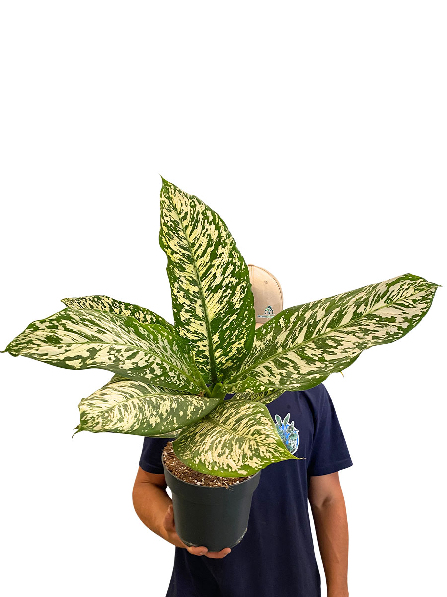 Dieffenbachia White Etna