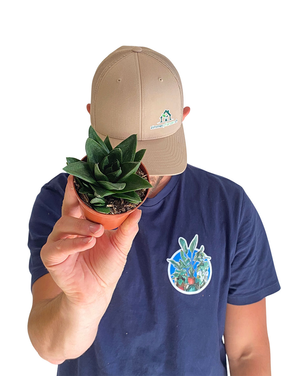 Baby Gasteria Flow
