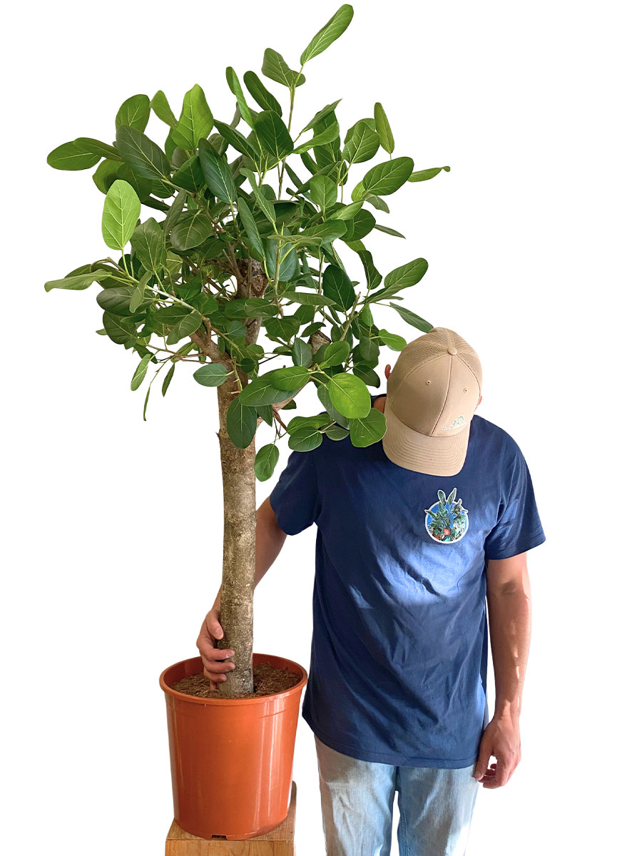 Banyanbaum Ficus Benghalensis Stamm