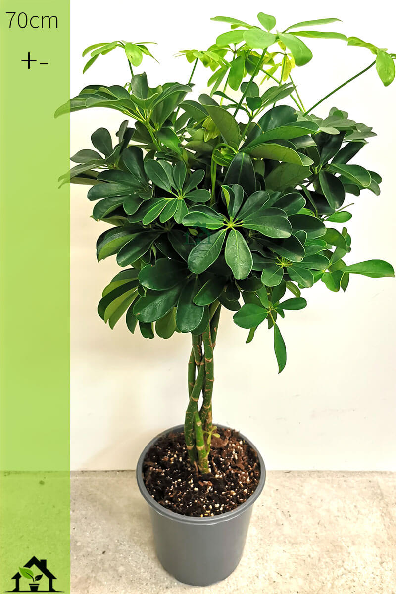 Schefflera grün Zimmerpflanzen online kaufen