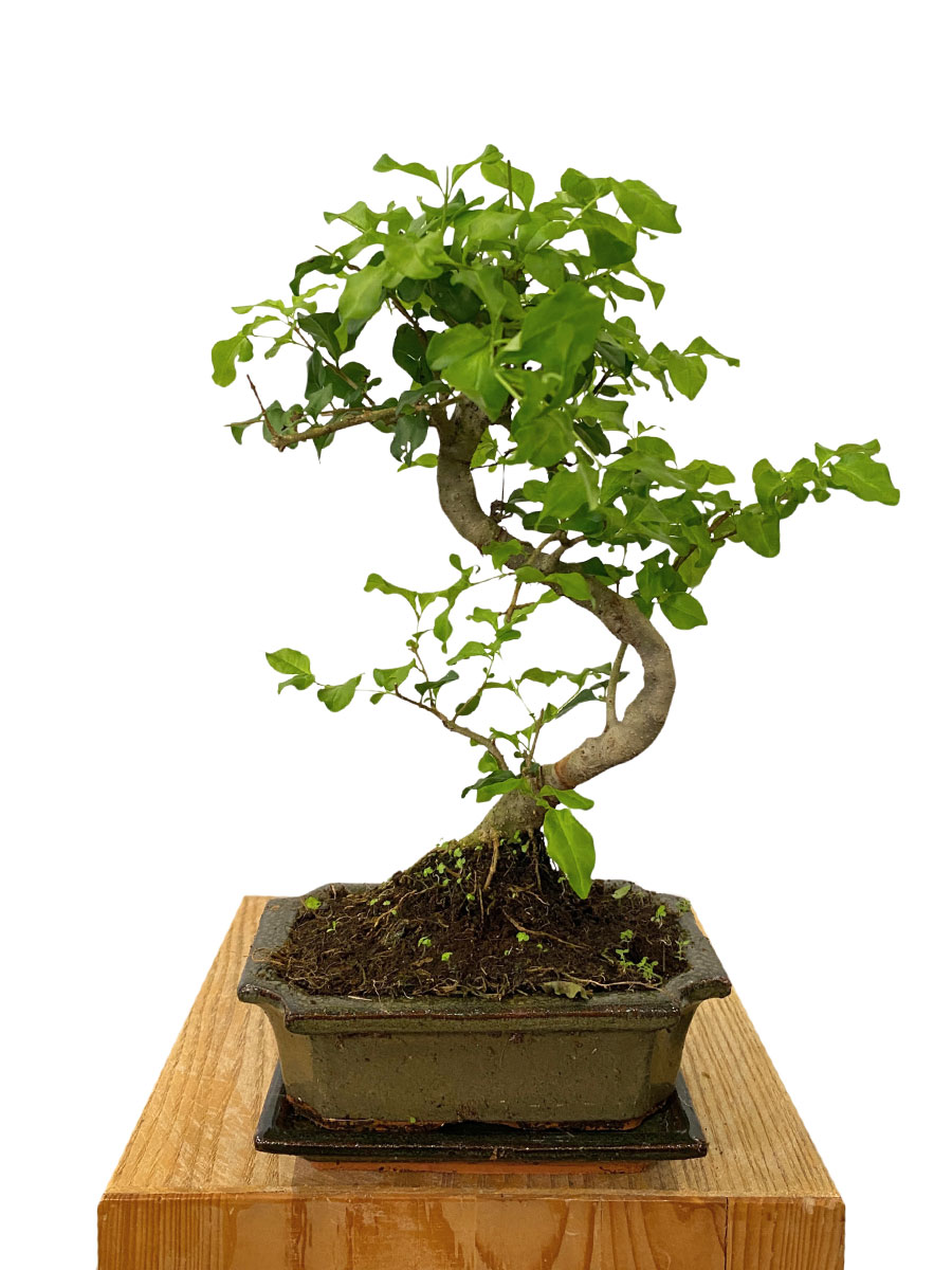 Bonsai - Ligustrum Sinense