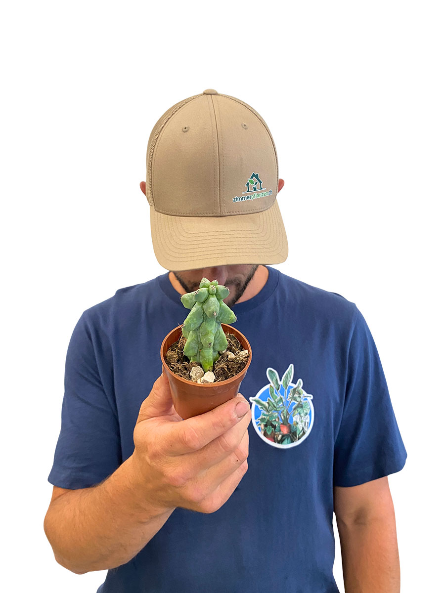 Baby Myrtillocactus Geometrizans Boobie