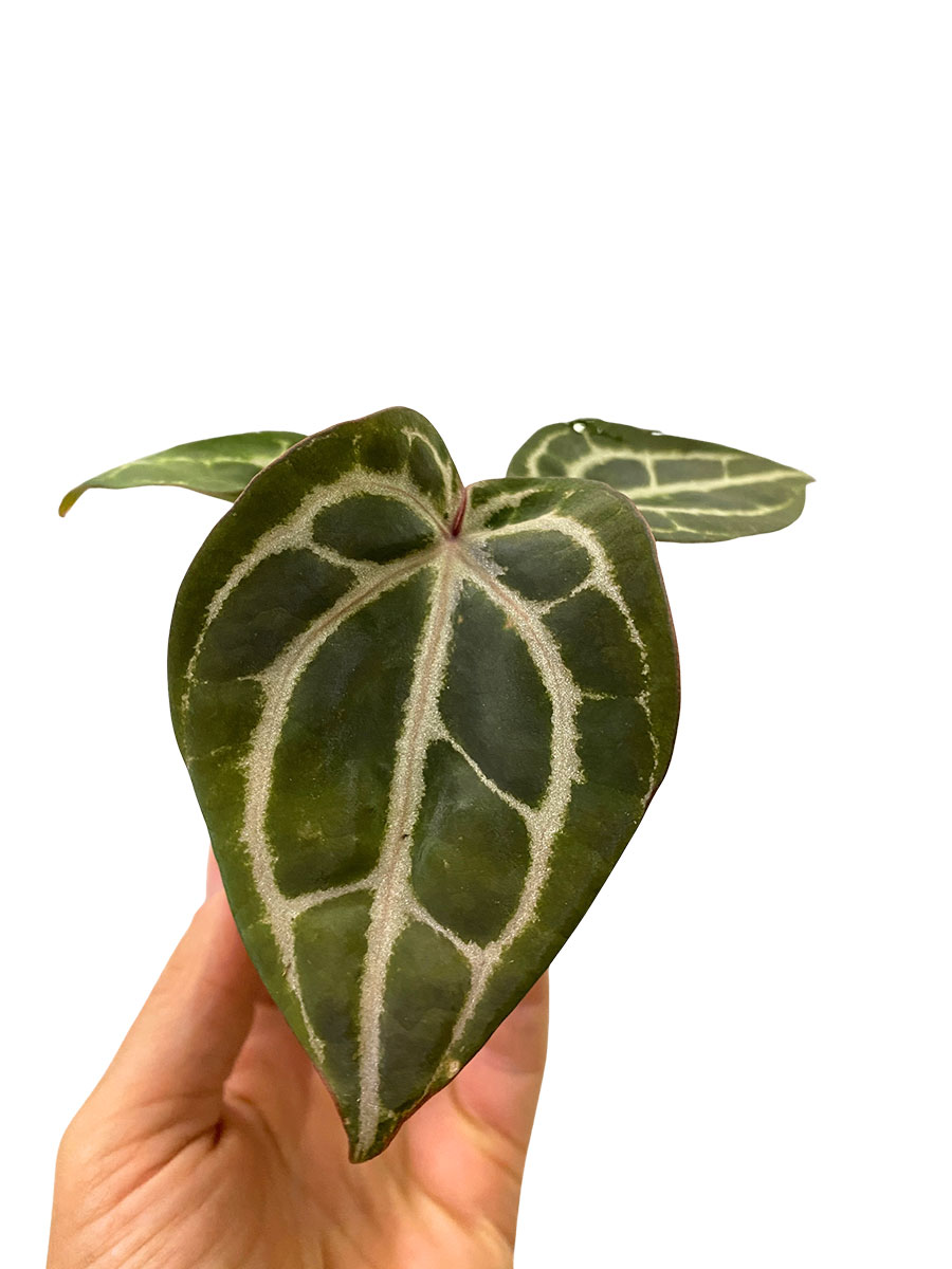 Baby Anthurium Red Crystallinum