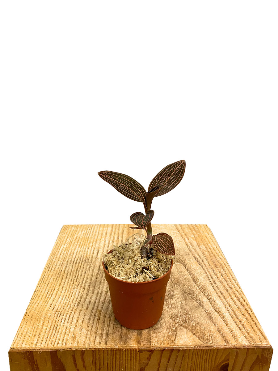 Juwelorchidee Ludisia Ruby Juwelorchidee Ludisia Ruby