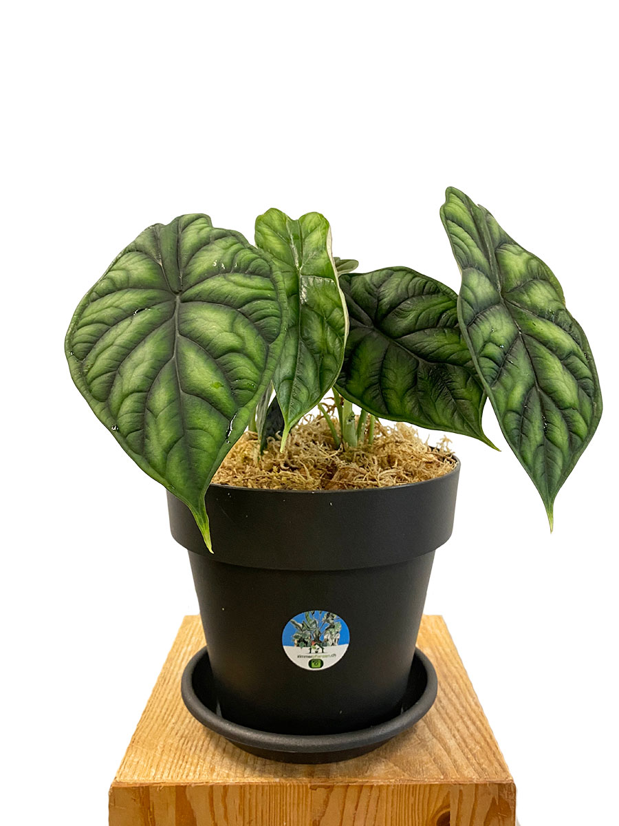 Alocasia Dragon Scale