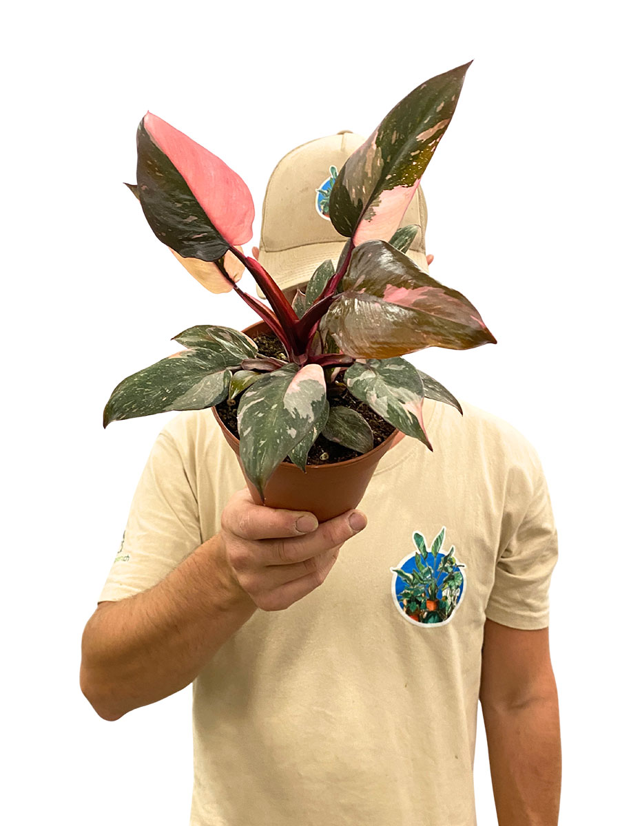 Philodendron Pink Princess