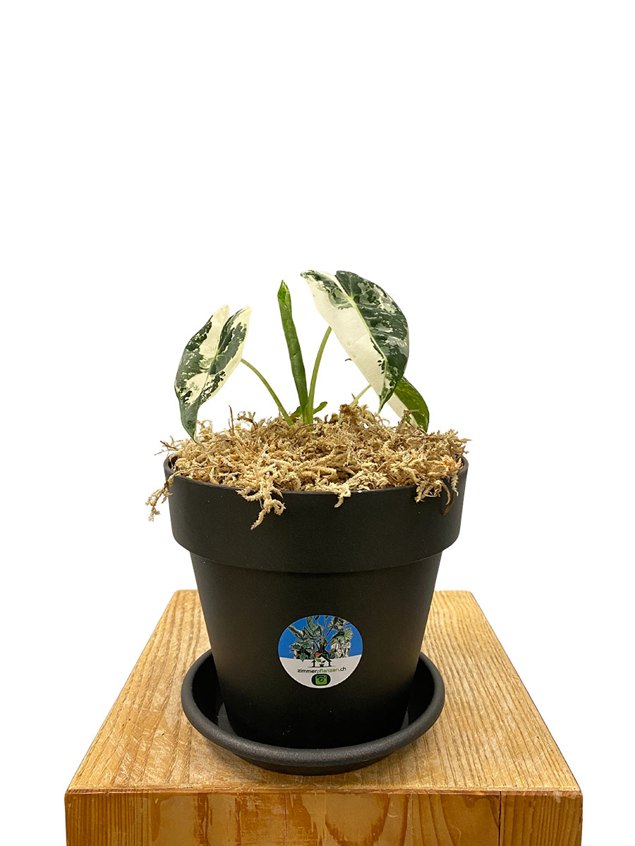 Alocasia Frydek Variegata