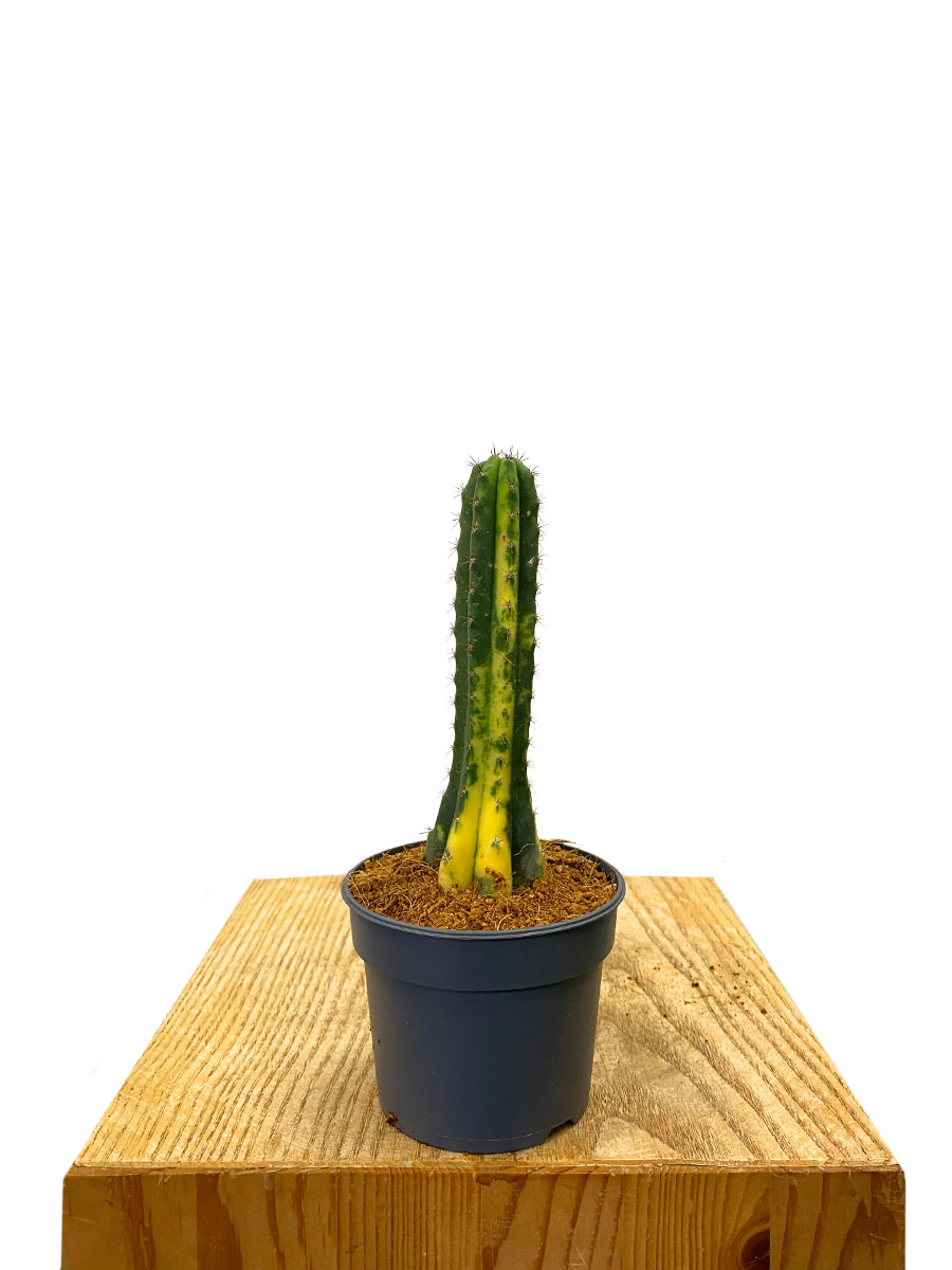 San Pedro Kaktus Variegata