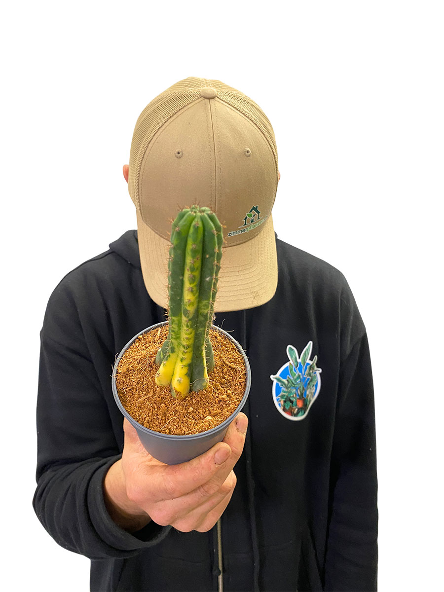 San Pedro Kaktus Variegata