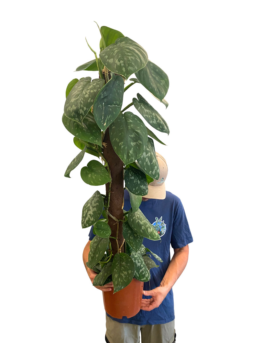 Scindapsus Pictus Trebie Moosstab