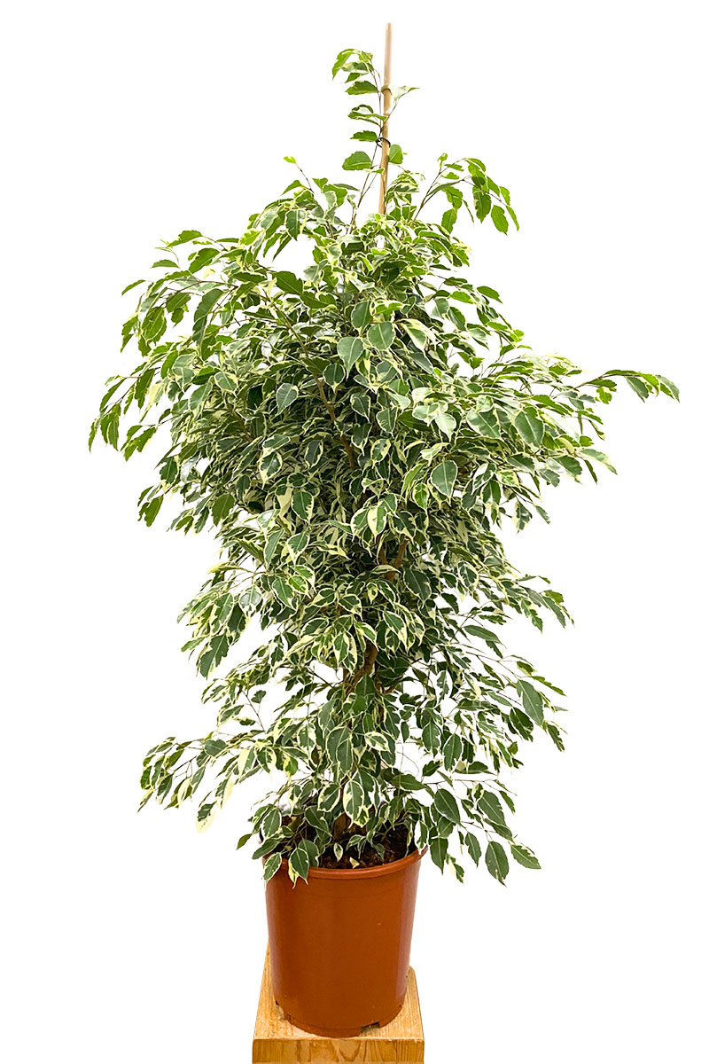 Ficus Benjamina Twilight