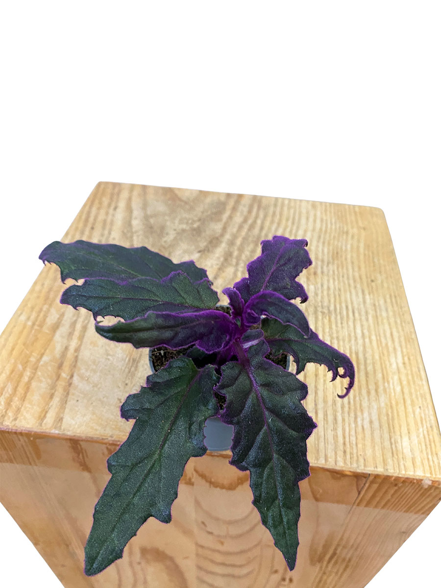 Baby Gynura Aurantiaca