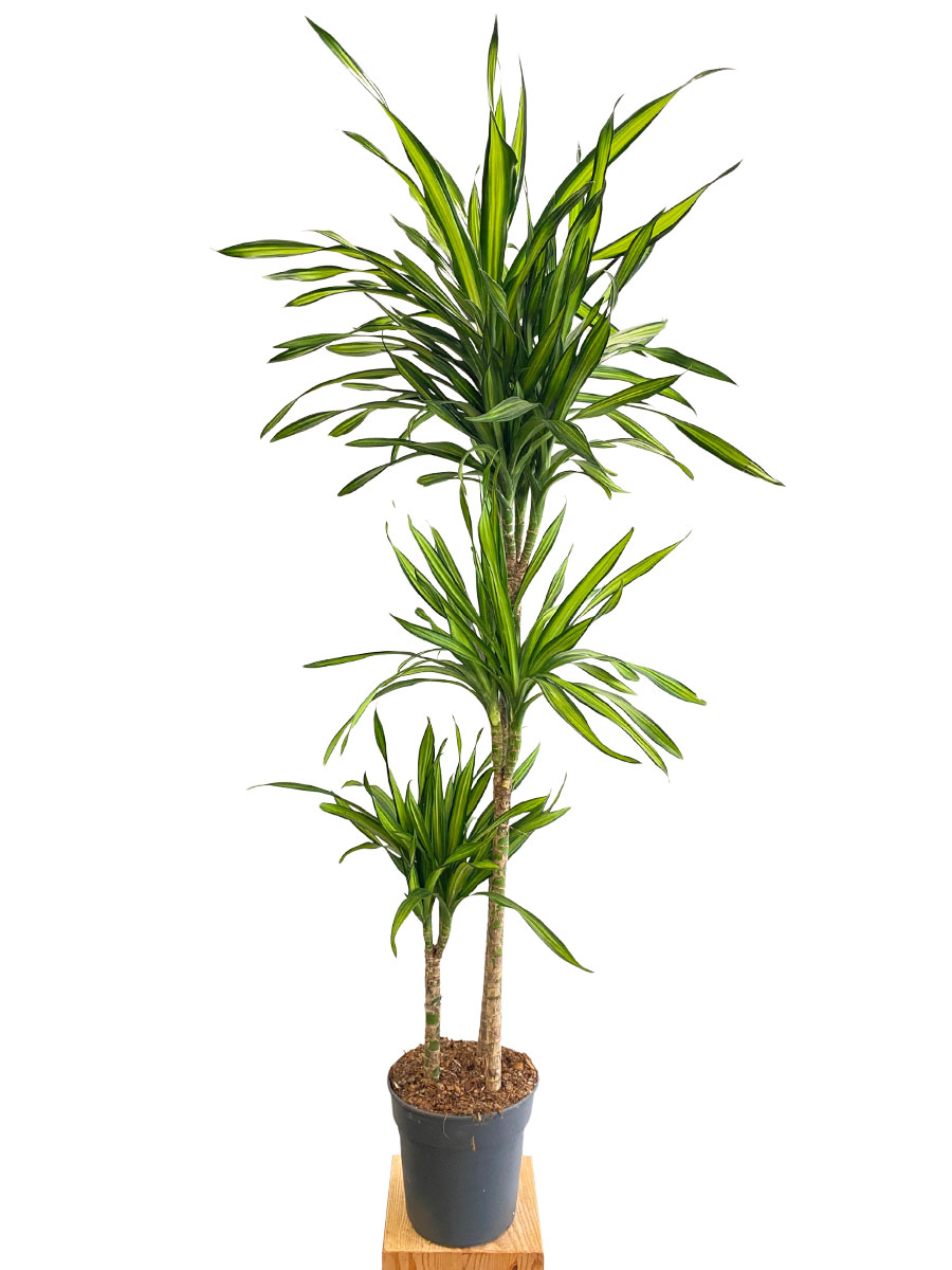 Dracaena Riki