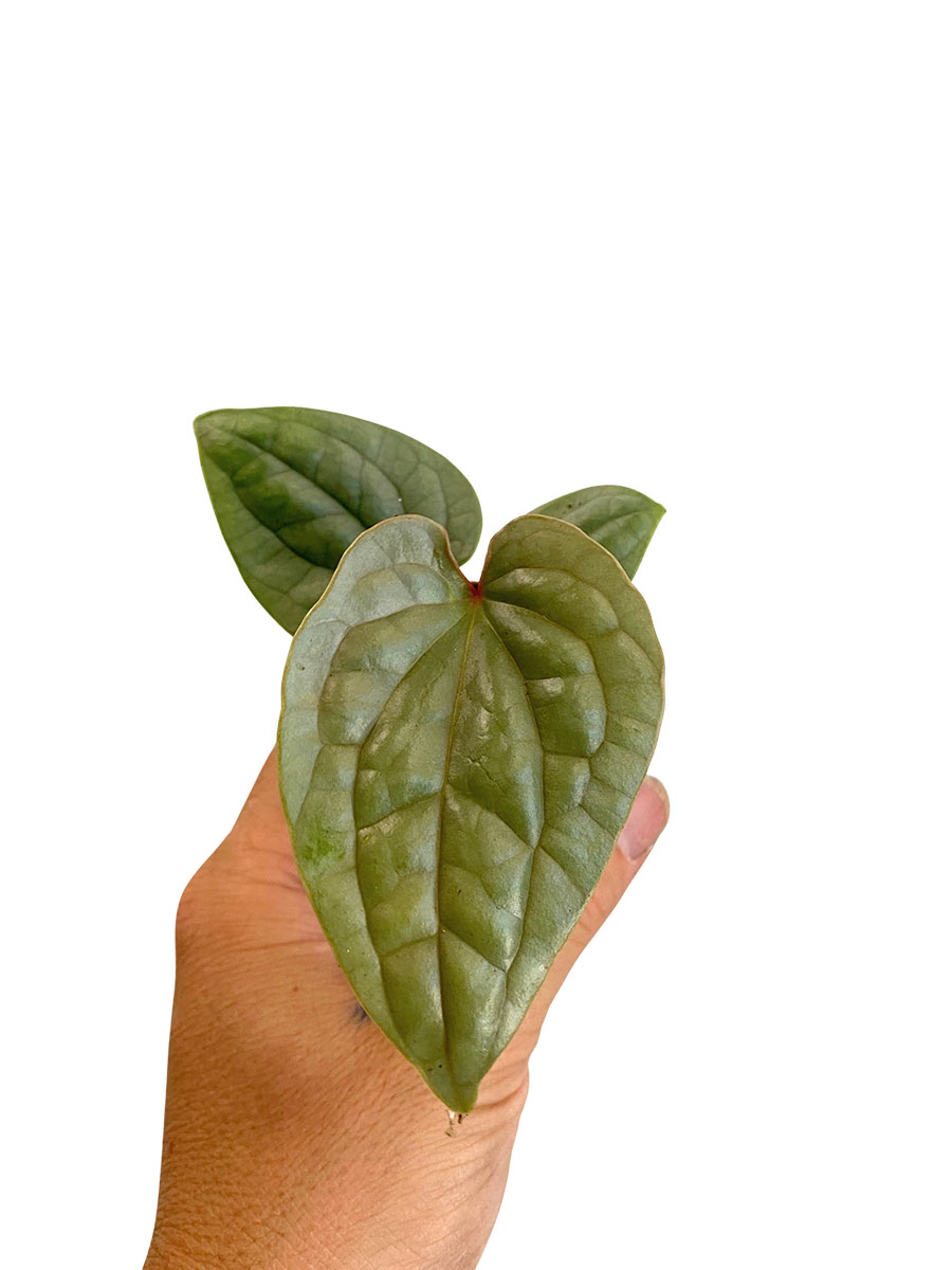 Baby Anthurium Luxurians