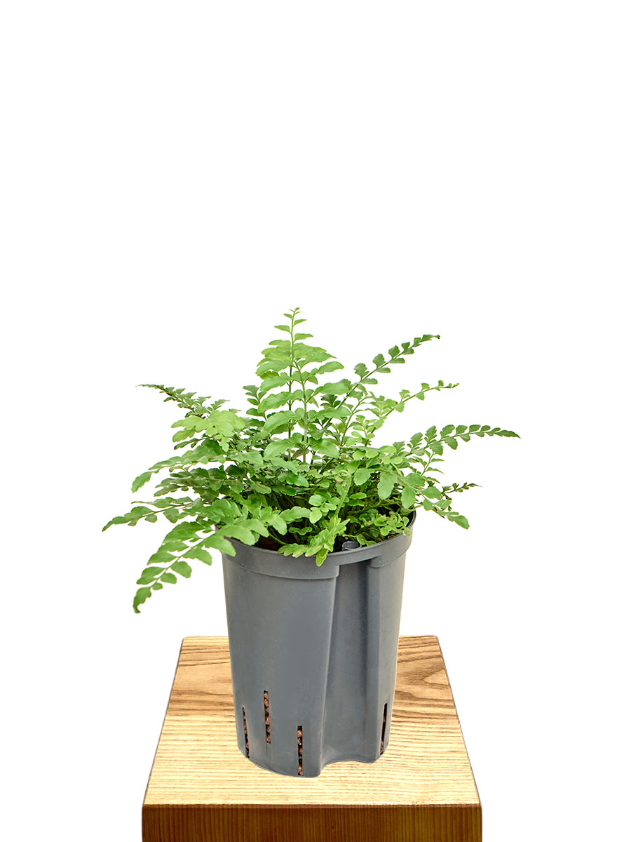 Hydro - Nestfarn Asplenium Parvati - Ø15 cm