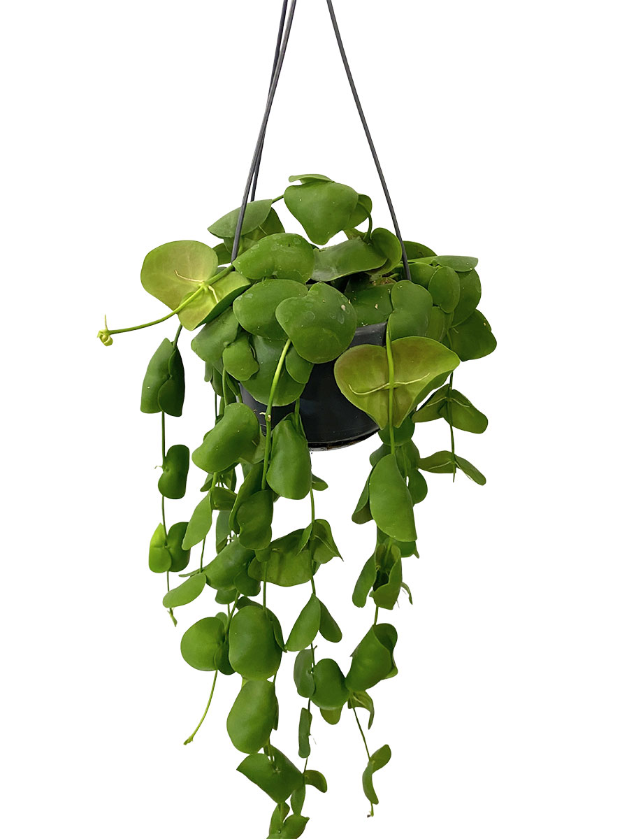 Hänger - Dischidia Pectenoides