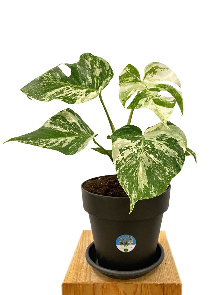 Monstera Deliciosa Variegata