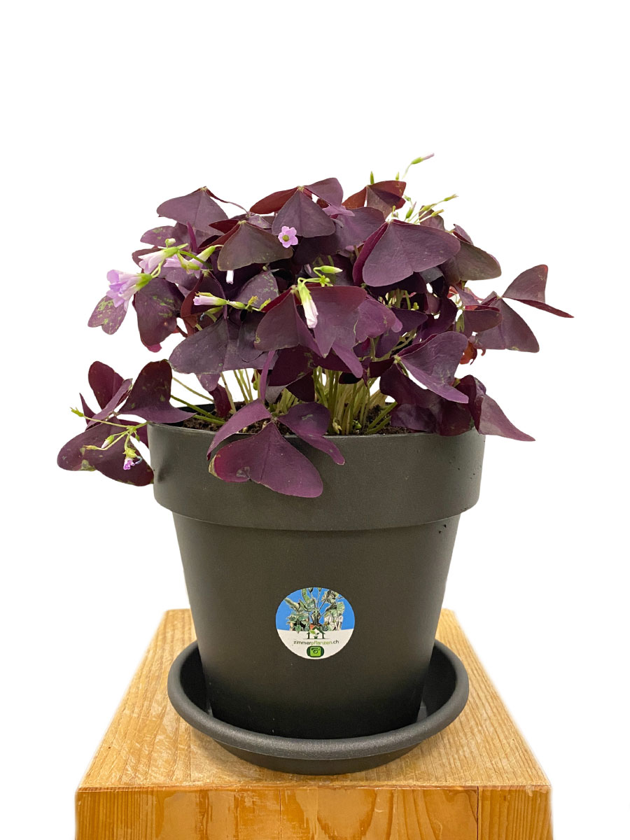 Roter Glücksklee Oxalis Triangularis