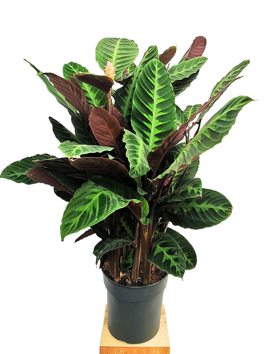 Calathea Warscewiczii