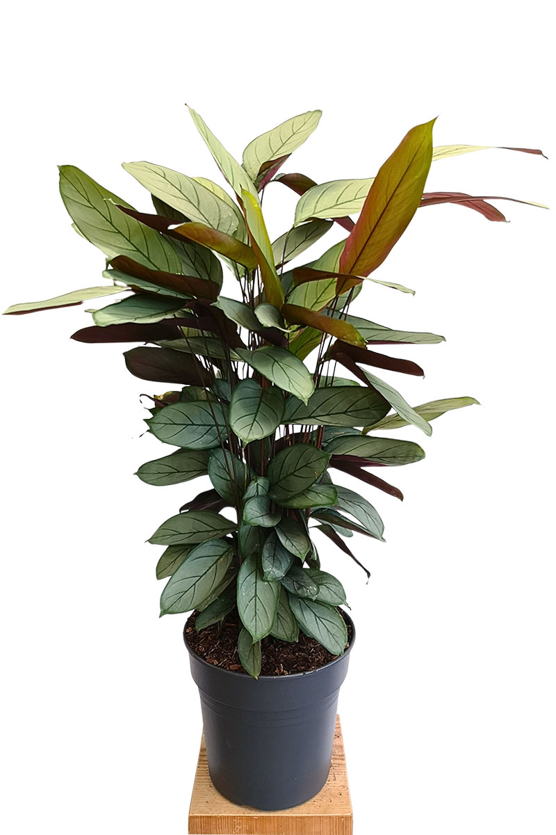 Calathea Silver Star - Gross