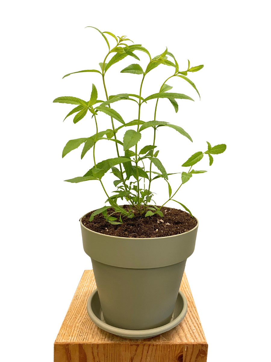 Bio Zitronenverbene Aloysia Citrodora - Fertig