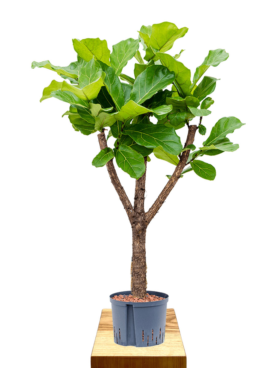 Geigenfeige Ficus lyrata Stamm Hydro 140cm 25/19