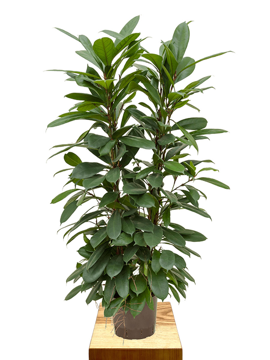 Hydro - Ficus Cyathistipula XL
