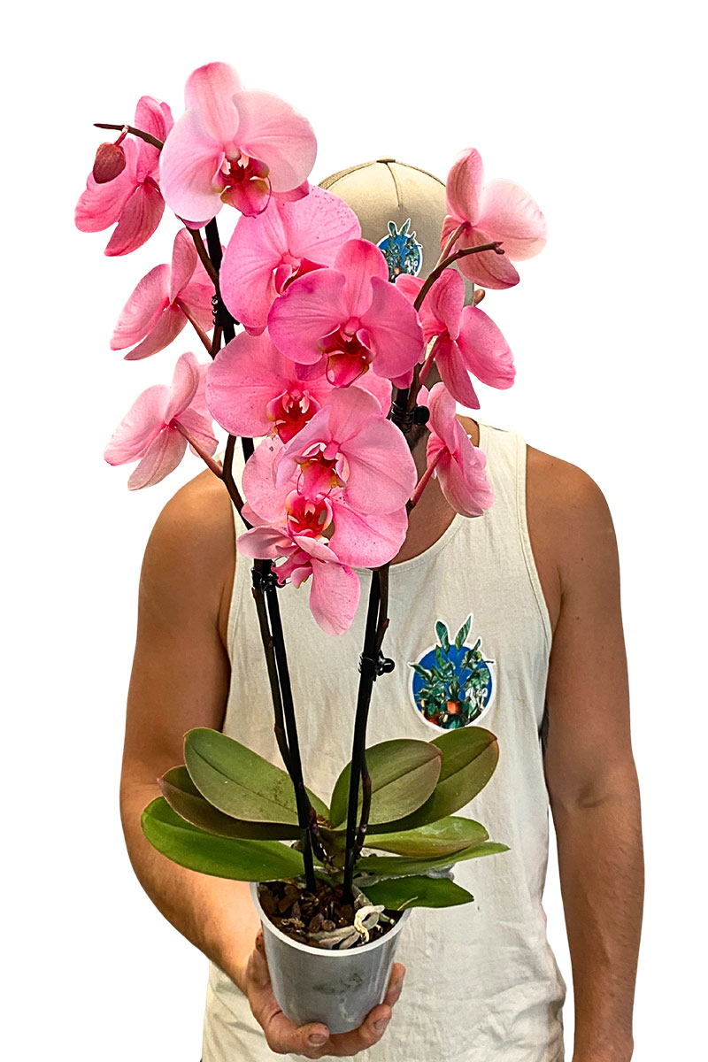 Phalaenopsis I am Rosa