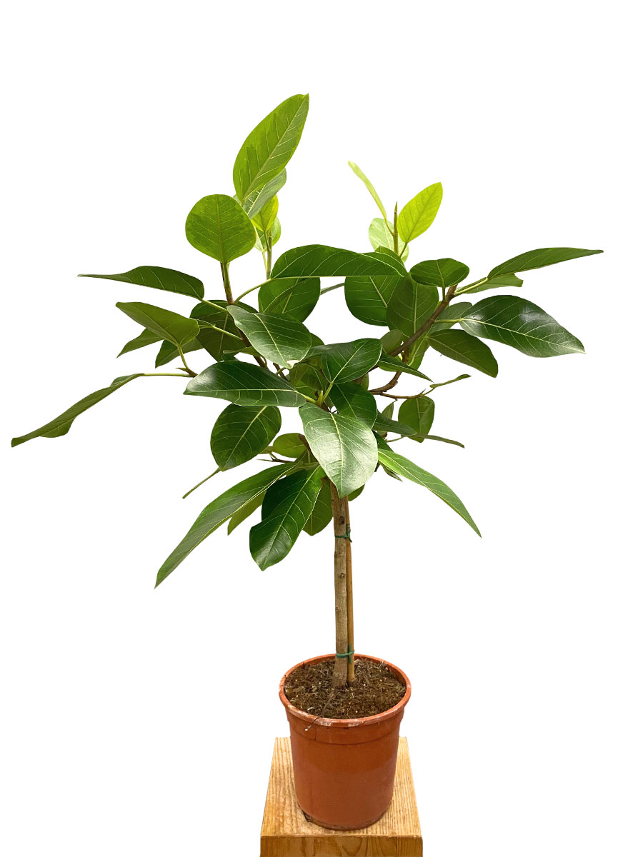 Ficus Altissima