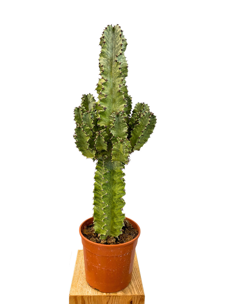 Euphorbia Variegata Marmorata