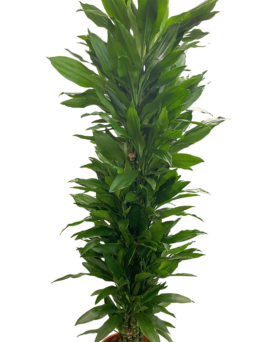 Dracaena Janet Lind verzweigt